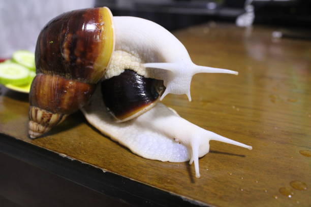 istock Giant African land snails 1430274605