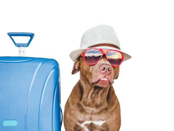 istock Lovable, pretty brown puppy and blue suitcase 1430276182