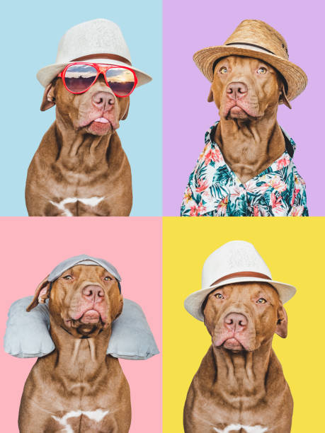 istock Lovable, pretty brown puppy, sun hat and sunglasses 1430277268