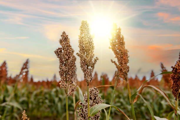 biocarburanti e nuovo boom food, industria delle piantagioni di sorgo. campo di gambo e semi di sorgo dolce senza glutine. campo di miglio. campo agricolo di sorgo, durra, milo o jowari. nutrienti sani - sorgo foto e immagini stock