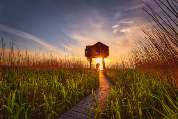 Kiekkaaste a birdwatching post in the Netherlands during a beautiful sunset. The path to the post is a wooden deck above the water. To the left and right of it are reed beds.