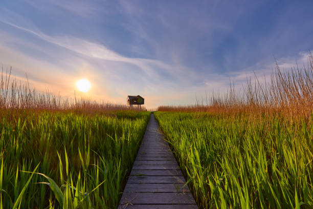 Kiekkaaste a birdwatching post in the Netherlands during a beautiful sunset. The path to the post is a wooden deck above the water. To the left and right of it are reed beds.