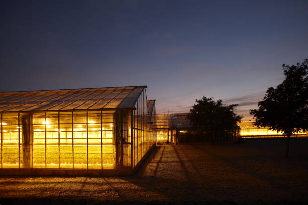 istock Energy management in greenhouses 1430279967
