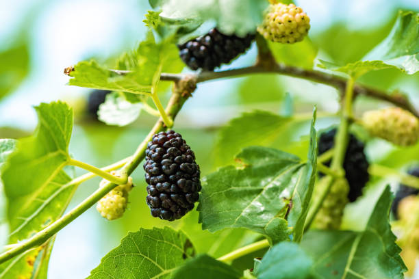 istock Ripe mulberry fruit on the branch in organic orchard 1430280122