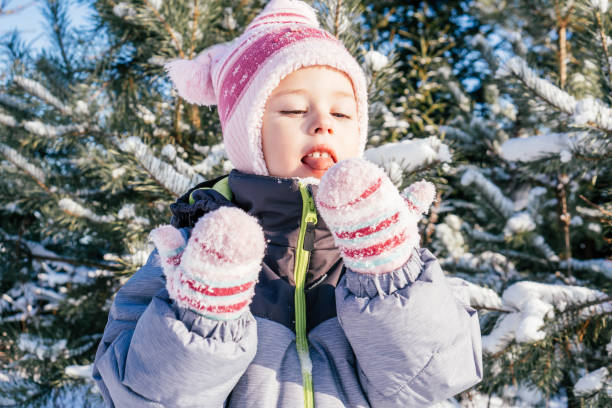 Little girl 3-4 years old in winter overalls, hat and mittens, stands against snow-covered pines and fir trees eats snow stock photo