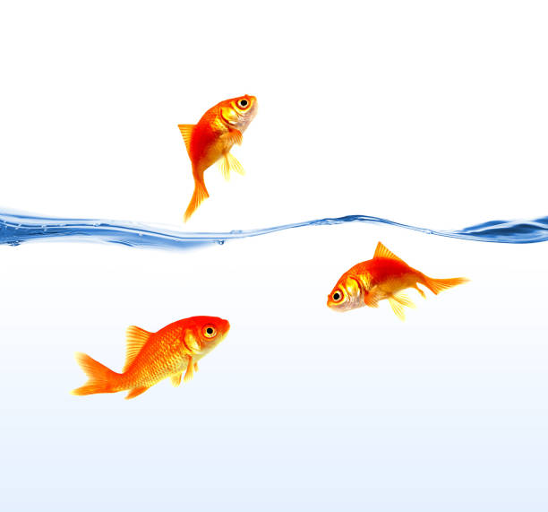 gold fishes on water isolated on white background