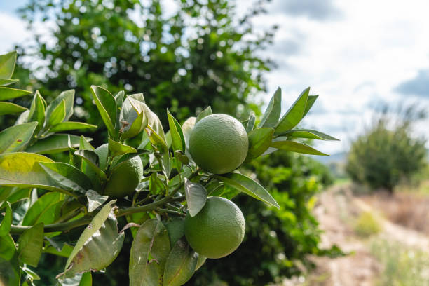 istock Unripe oranges on an orange tree branch on a sunny day 1430286114