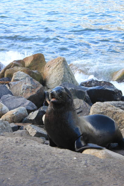 istock Smile seal in Cape Town 1430286205
