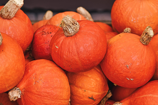 Pile of many red Kuri Hokkaido squashes