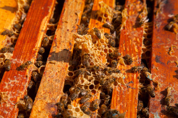 istock Open hive showing the bees swarming on a honeycomb. 1430288435