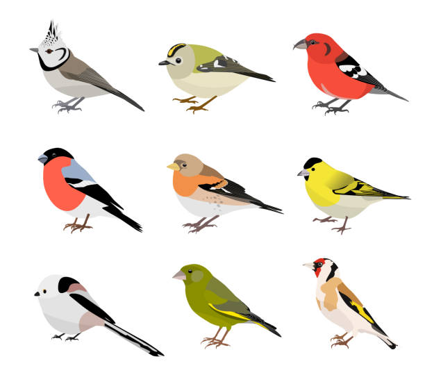 illustrations, cliparts, dessins animés et icônes de ensemble d’oiseaux chanteurs d’hiver isolés sur fond blanc. illustration vectorielle - tarins
