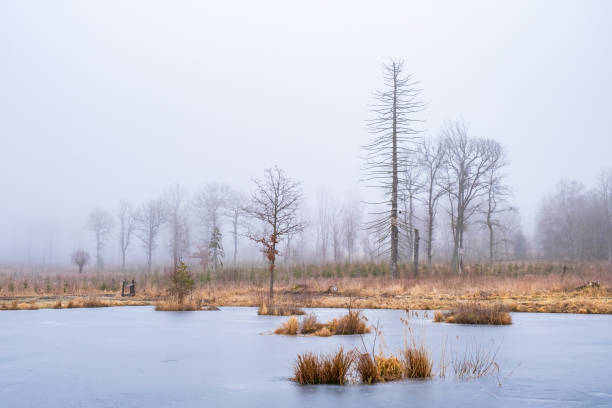 istock Winter fog by a frozen bog pond 1430291279