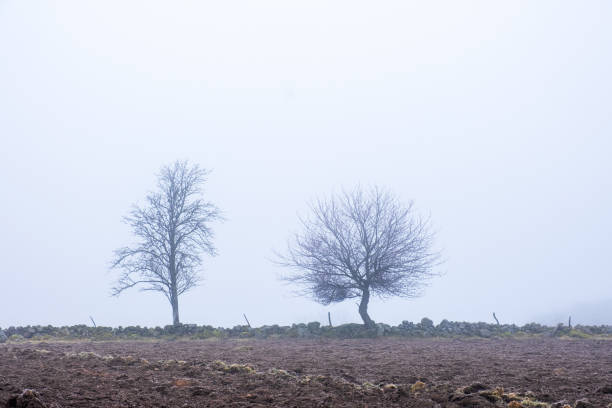 Trees in fog at a ploughed field