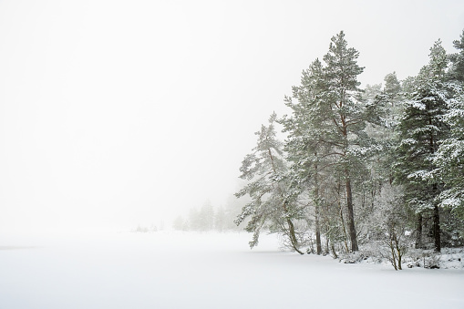 Winter landscape with cold fog by the forest