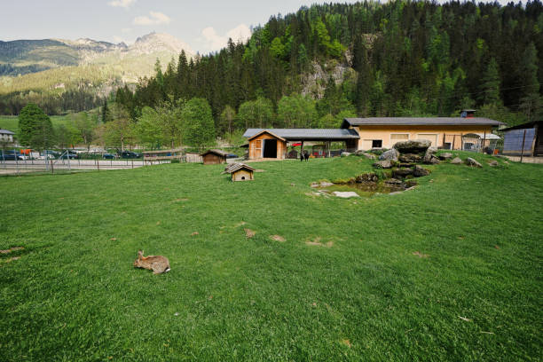 królik na zielonej trawie w untertauern wildpark, austria. - wakeful zdjęcia i obrazy z banku zdjęć