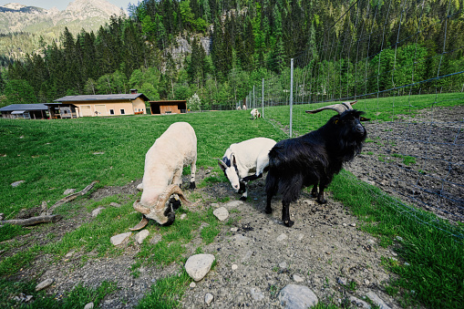 Mountain alpine goats at Untertauern wildpark, Austria.