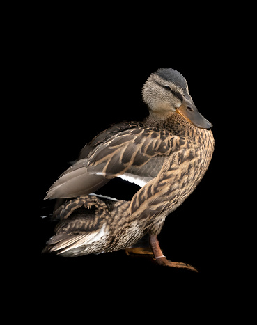 Female mallard duck preening.