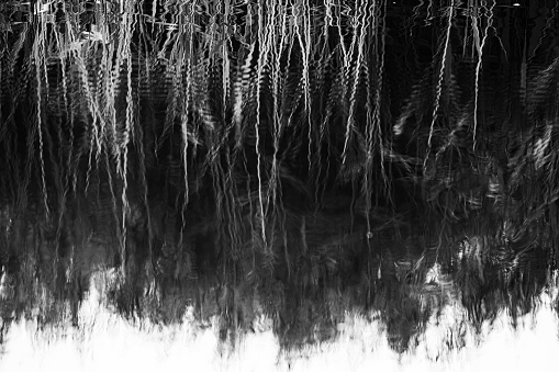 Reed bed reflection background.