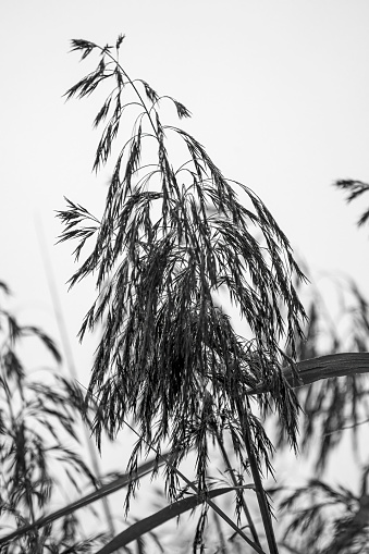 Reed bed reflection background.