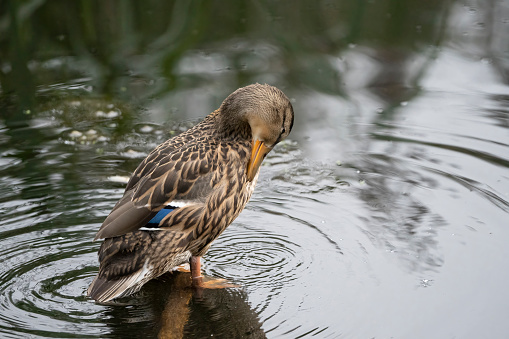 Female mallard duck preening.