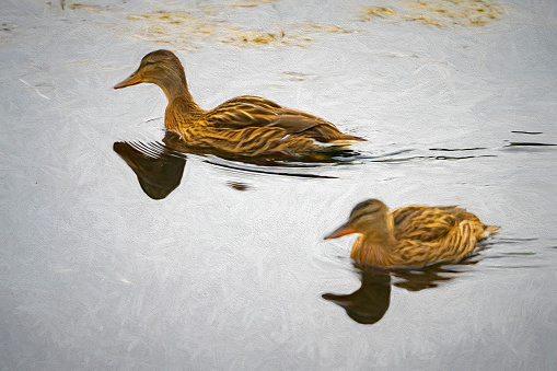 Female mallard ducks swimming.