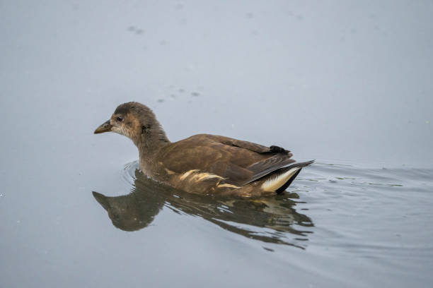 Immature moorhen on a lake.