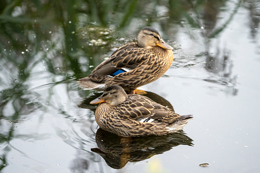 Female mallard ducks resting.