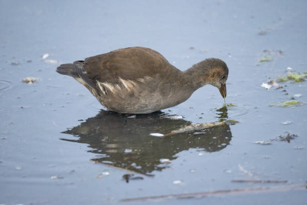 Immature moorhen on a lake.