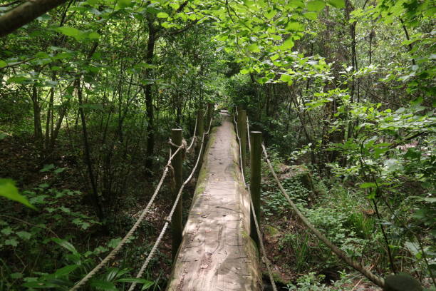 Wooden Bridge trough Forest in Portugal stock photo