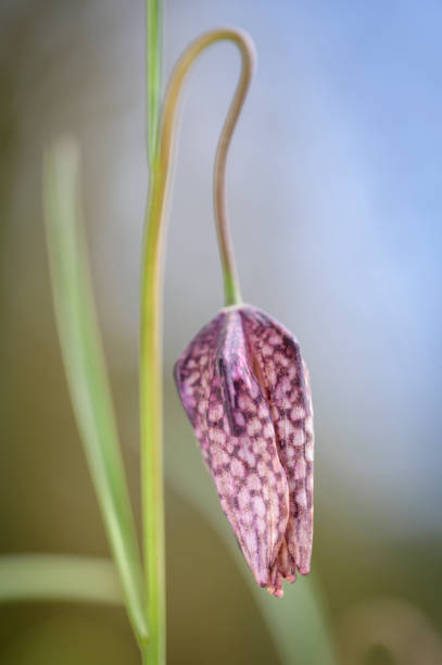 istock Fritillaria Meleagris in bloom 1430296558