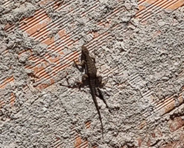 Lizard, species of reptiles belonging in the order Squamata (suborder Sauria).