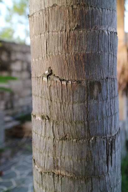 istock brown rough textured palm trunk 1430300723