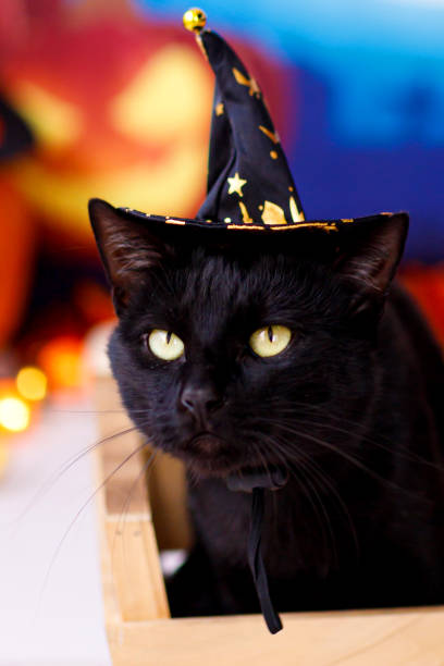 istock Black Cat wearing hat for halloween lying on halloween background. 1430304735