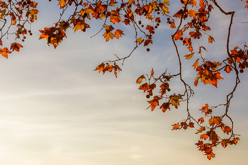 Autumnal and foliage background. Sycamore brown, orange, yellow and red leaves backlit by sunset