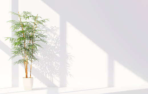 Healthy green Chinese bambooin concrete pot with sunlight from window and leaf shadow on clean white room for nature and home decoration concept