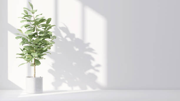 istock Healthy green fiddle leaf fig tree in concrete pot with sunlight from window and leaf shadow on clean white room 1430307922