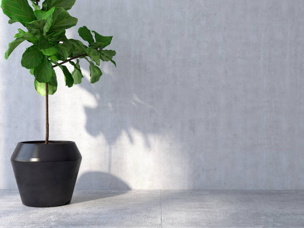 istock Healthy green fiddle leaf fig tree in black ceramic pot with sunlight from window and leaf shadow in clean concrete room 1430307935