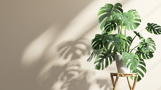 Healthy green monstera plant in white ceramic pot on wooden side table with sunlight from window and leaf shadow on beige wall for nature and home decoration concept