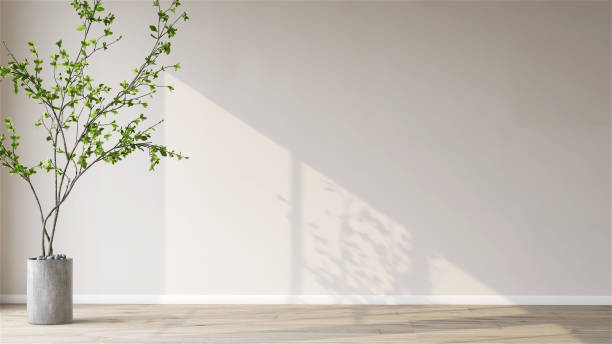 istock Healthy green tropical tree in white ceramic pot with sunlight from window and leaf shadow in cream colored wall room 1430307945