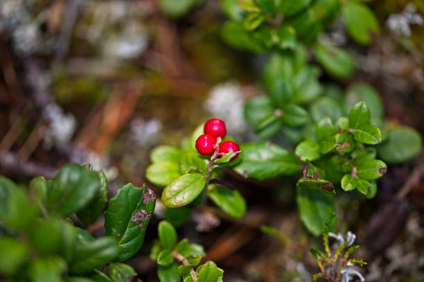istock Lingonberries in a Forest in Autumn in Latvia 1430310227
