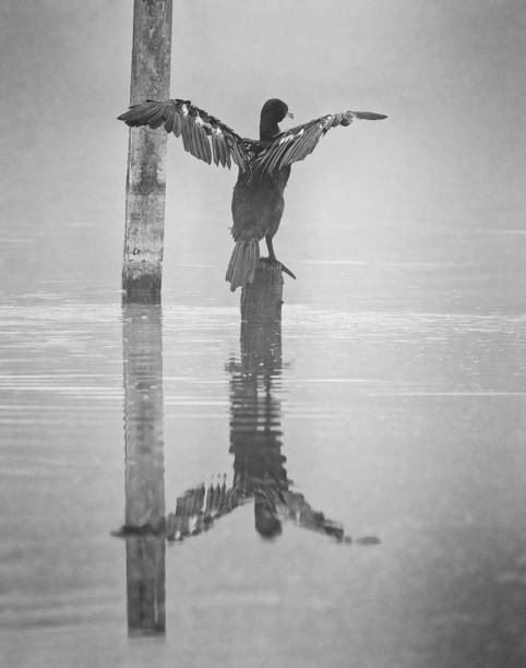 Cormorant or Shag drying wings on a lake.
