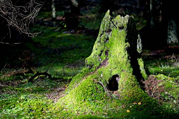 istock Autumn in a Latvian Forest in September 1430310252
