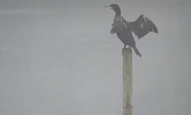 istock Cormorant or Shag drying wings on a lake 1430310257