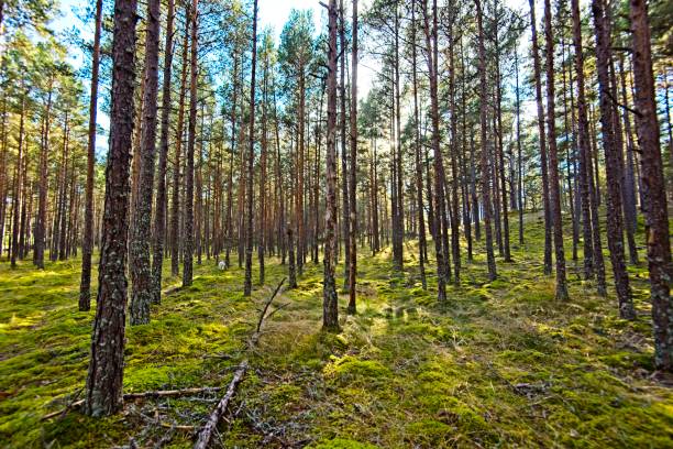 istock Autumn in a Latvian Forest in September 1430310268