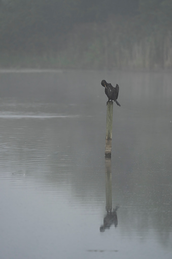 Cormorant or Shag perched on a post in a lake.
