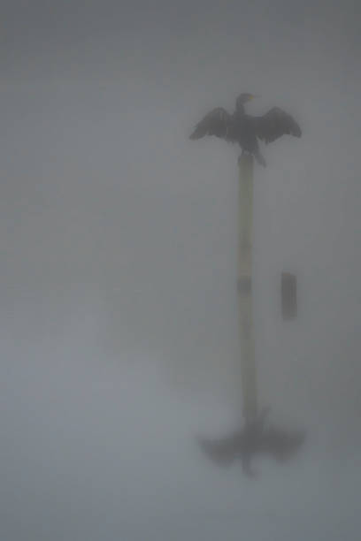 Cormorant or Shag perched on a post in a lake.