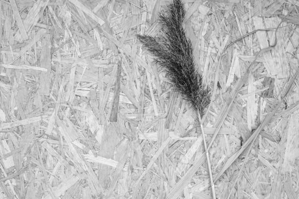 Dried herb inflorescence lies on pressed chipboard as background. Wild grass spikelet for interior decor in grey color upper close view. Black and white photo