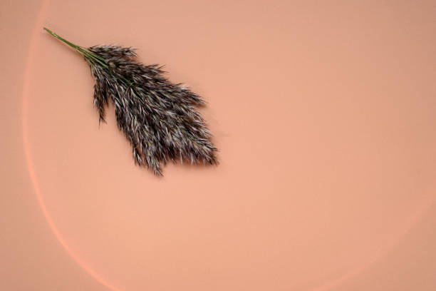 istock Lush dried herb inflorescence on light pink background 1430311797