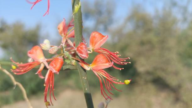 istock bone plant red flowers blooming 1430315565