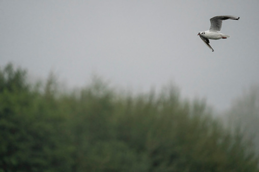 Herring gull in the sky